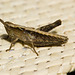 GrasshopperIMG 5211