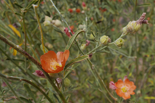 Sphaeralcea coccinea, Page USA L1010486