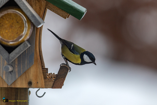 Mésange charbonnière