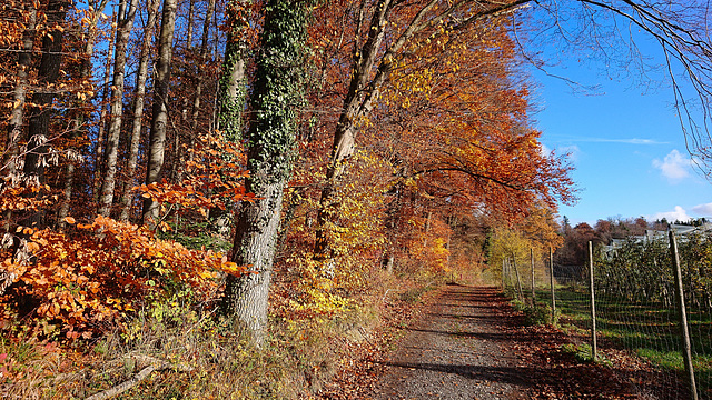 Der letzte Herbsttag 2022 im Schussental.