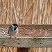 Reed bunting