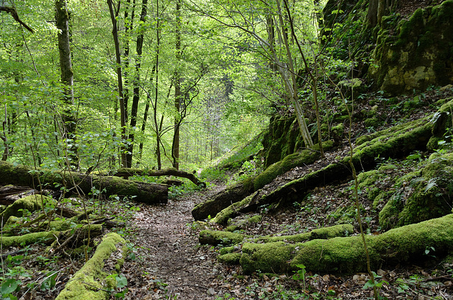 durch den maigrünen Wald