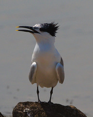 EF7A0491 Sandwich Tern