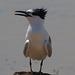 EF7A0491 Sandwich Tern