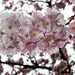 ISSY LES MOULINEAUX: Fleurs de cerisiers 01
