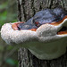 Red-banded Polypore