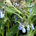 Wild bluebells