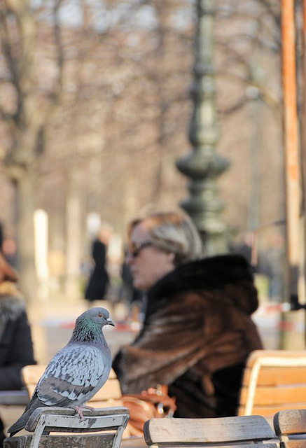 Tuileries Garden