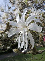 magnolia, kenwood house, london