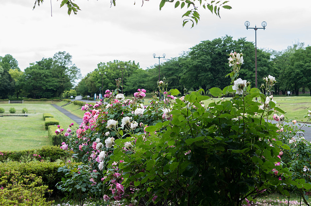 Roses in a park