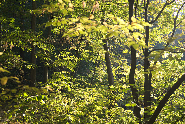 Im herbstlichen Gegenlicht