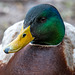 Mallard close up