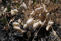 Sphaerophysa salsula, Grand Canyon USA L1010441