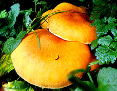 Goudhoed (phaeolepiota aurea)