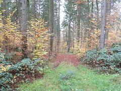 Waldgebiet Schwarzerberg