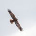 Marsh harrier