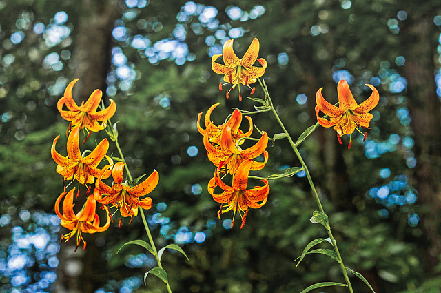 Turk's Cap Lilies