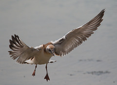 EF7A0525 Black Headed Gull-2