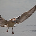 EF7A0525 Black Headed Gull-2