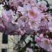 ISSY LES MOULINEAUX: Fleurs de cerisiers 02