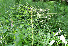 Wald-Schachtelhalm (Equisetum sylvaticum)