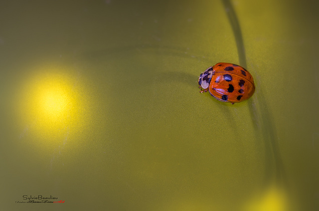 Scarlet Coccinus IMGP0718