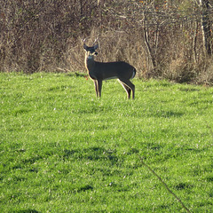 Whitetail deer buck