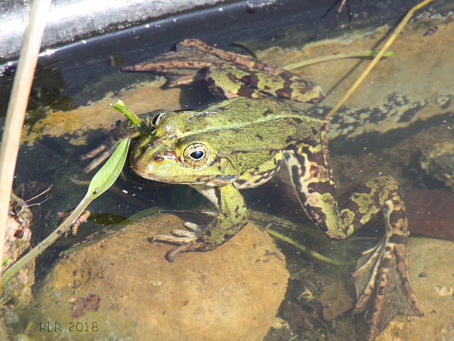 Kermit badet