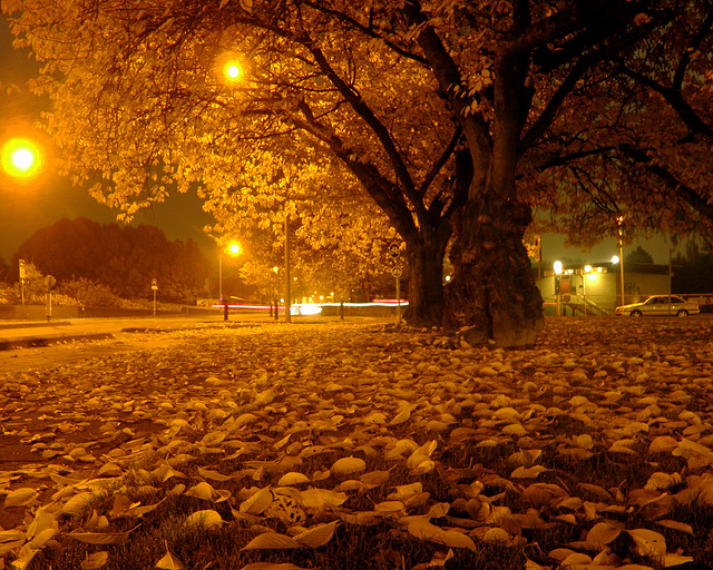 Yellow Evening