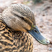 Mallard close up