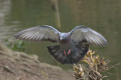 PigeonEF7A9408