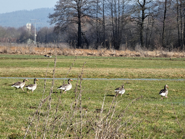 Wildgänse