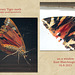 Jersey Tiger moth - East Blatchington - 16 8 2021