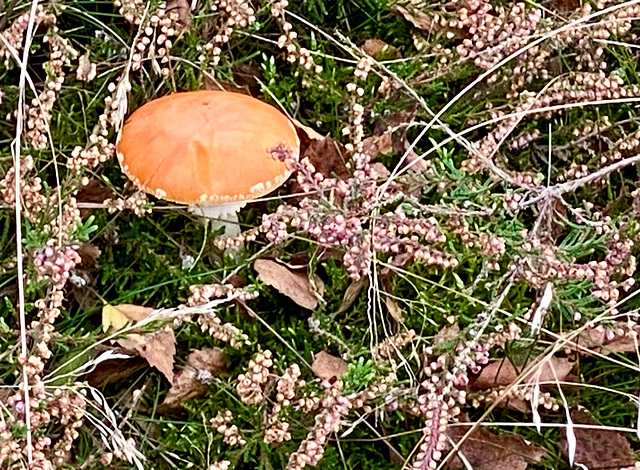 Röhrenpilz in der Heide