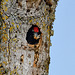 black woodpecker digging its lodge - Pic noir creusant sa loge