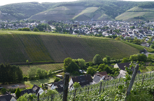 Bachemer Weinberge