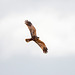 Marsh harrier