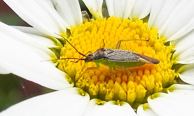 20230606 0672CPw [D~LIP] Weichwanze [w] (Closterotomus trivialis) Bad Salzuflen