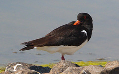 EF7A0535 Oyster Catcher