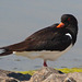 EF7A0535 Oyster Catcher