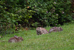 garennes en bordure de jardin (Indre et Loire).