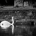 Elegant ist der Schwan seine Runde geschwommen :))  The swan swam elegantly around :)) Le cygne nageait avec élégance :))