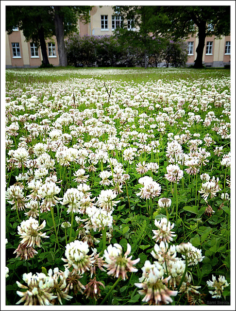 White clovers