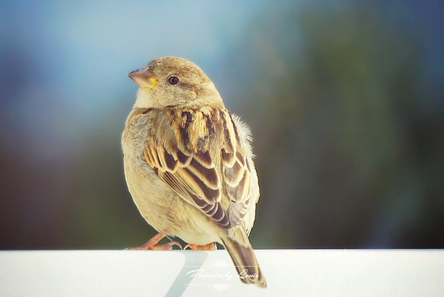 Birdie