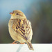 Birdie