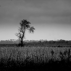 fields of Fall