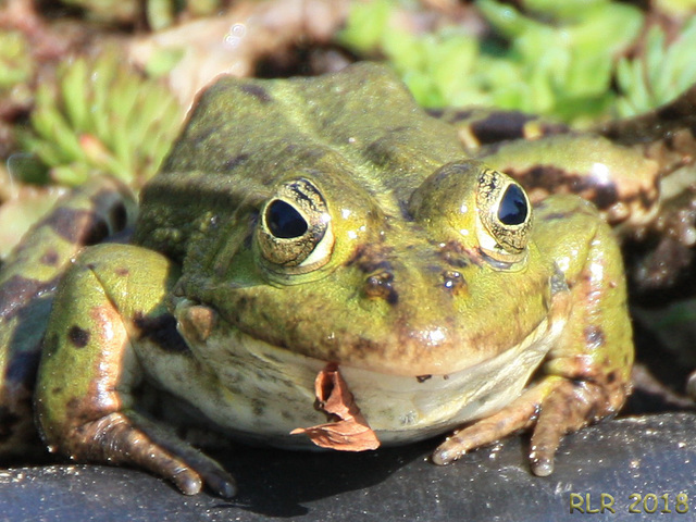 Portrait Kermit