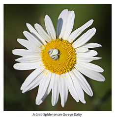 A Crab Spider on an Oxeye Daisy 21 5 2019