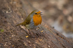 Robin singing (1)