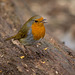 Robin singing (1)